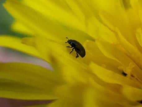 Pollen beetle