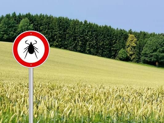Ticks are commonly found in woodland, moorland and long, grassy areas