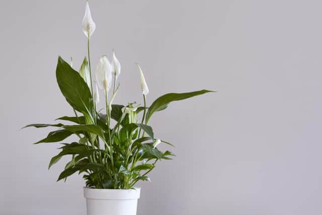 If ingested, the peace lily can cause burning and swelling of lips, mouth, and tongue, difficulty speaking or swallowing, vomiting, nausea, and diarrhoea