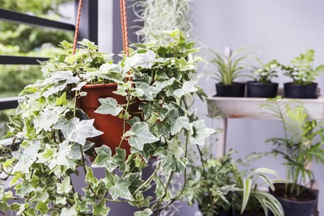 English ivy (hedera helix) is an indoor and outdoor ornamental vine and contains saponins, which can cause poisoning in humans, alongside cattle, dogs and sheep