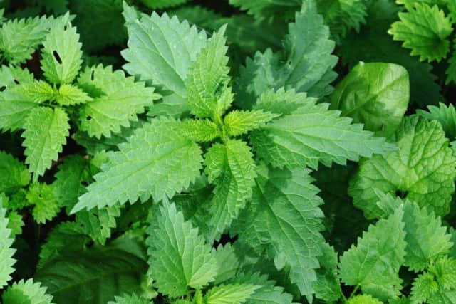 The sting of a nettle causes any predator that may eat the plant or try to uproot it to stay clear