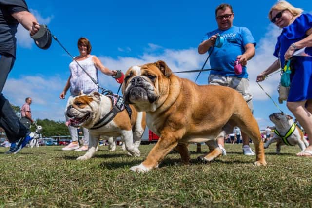 Puppy in the Park 2018.