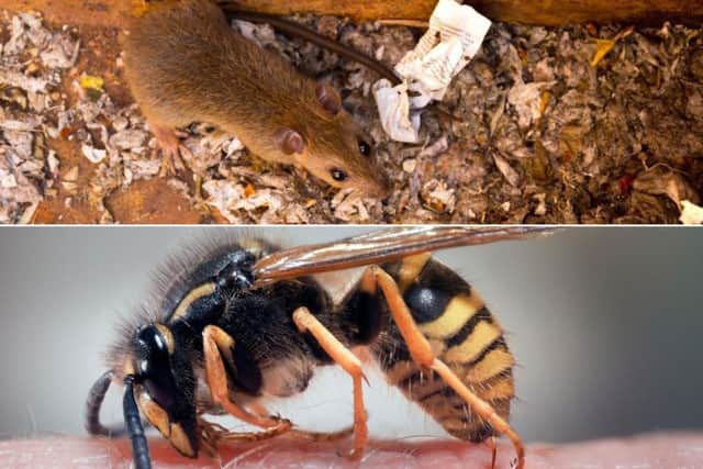 The unusually warm weather of late has seen an influx in the number of pests