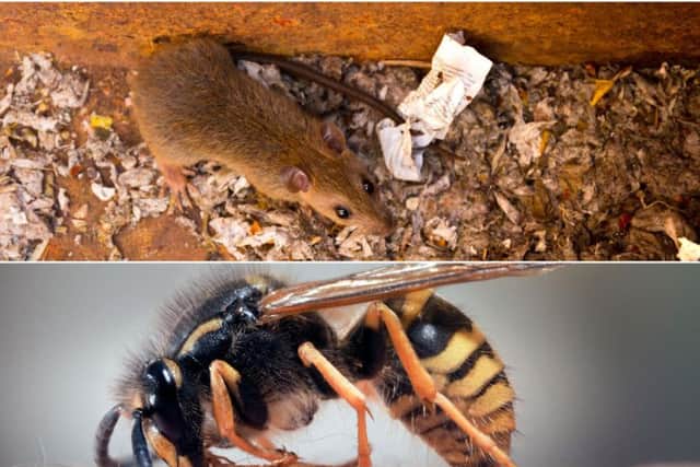 The unusually warm weather of late has seen an influx in the number of pests