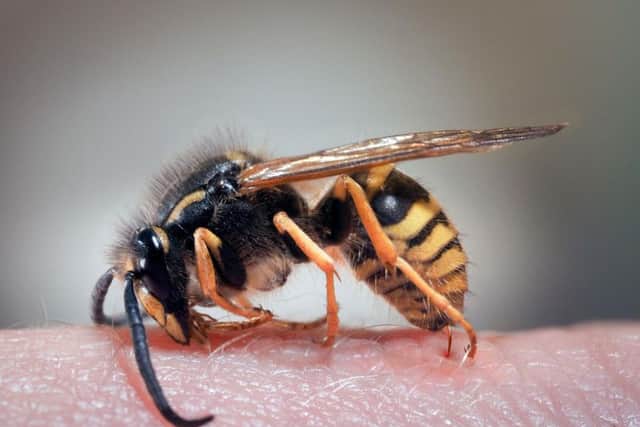 The BPCA is now expecting the wasp season to extend if the warm weather continues
