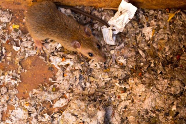 Calls-outs to tackle rats and mice have also kept constant, which is unusual for this time of year