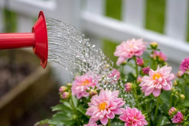 Use a watering can instead of a hose when watering your plants