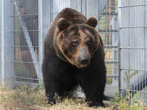 One of the endangered bears which has arrived in Doncaster