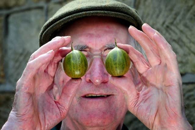 The Gooseberry Show at St Hedda's RC School. Egton Bridge..Brian Nellist checks out the Gooseberrys at the show..7th August 2018 ..Picture by Simon Hulme