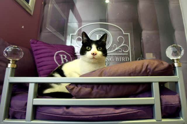 The award-winning Ings Luxury Cat Hotel and Lodge give their feline guests a 5 star service, offering a relaxing and enjoyable experience for your cat