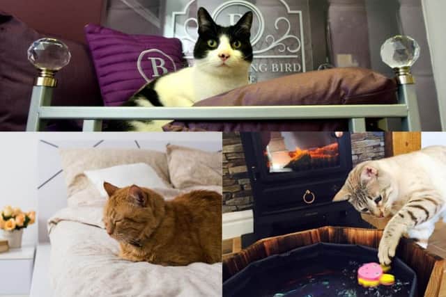 Now your cat can be pampered in style at a luxurious cat hotel.
