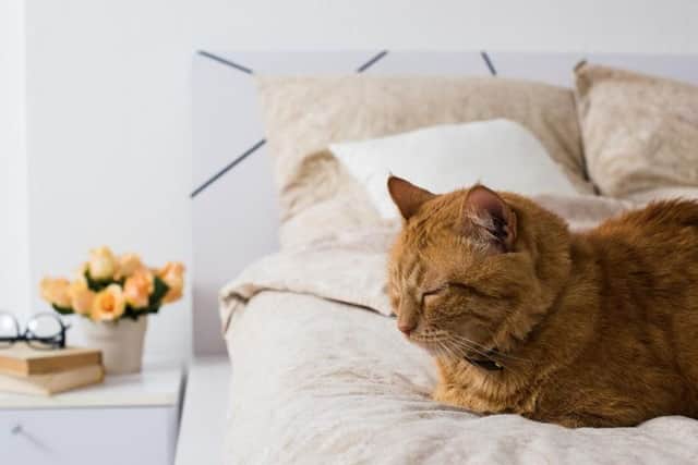 Over the past few years, new strands of animal boarding facilities have popped up, offering luxury accommodation for your beloved pet