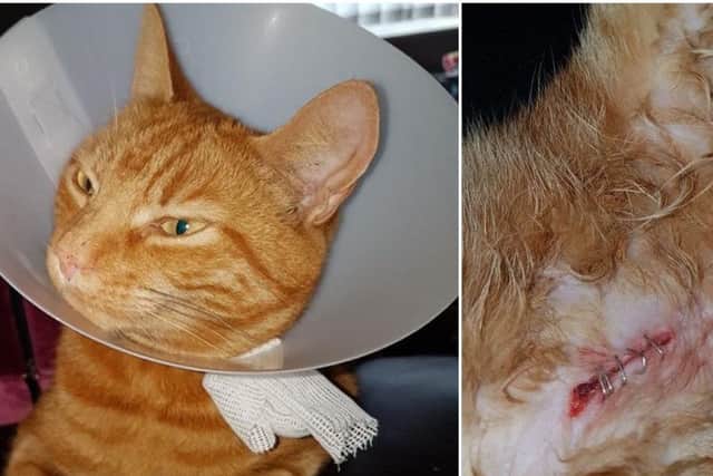 Judith Young has issued a warning over her cat being stabbed in Leeds