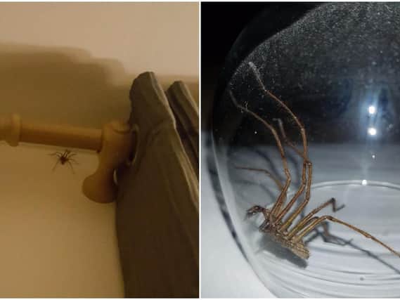 Spiders inside a house in Yorkshire