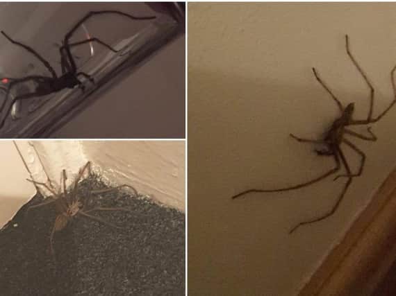 People have been sending photos of their horrific spiders in Leeds and Yorkshire