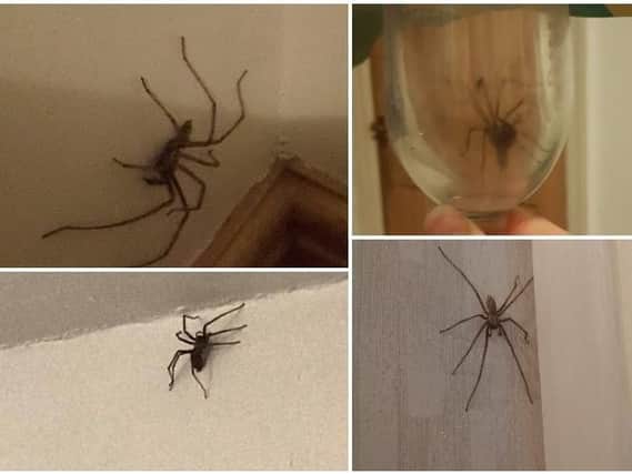 This is why giant spiders could be good for your home