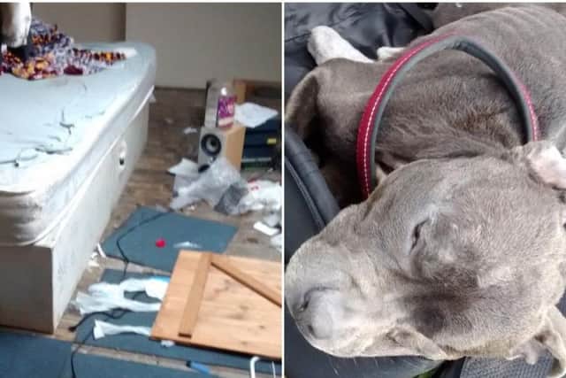 The dog dumped in Leeds and the filthy conditions it was living in