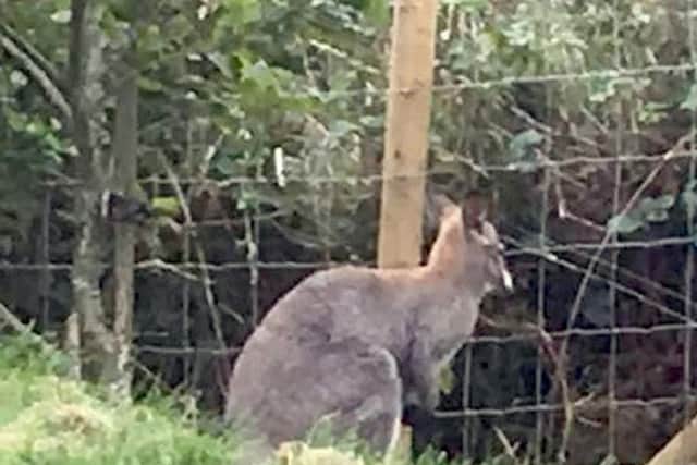 The wallaby on the loose