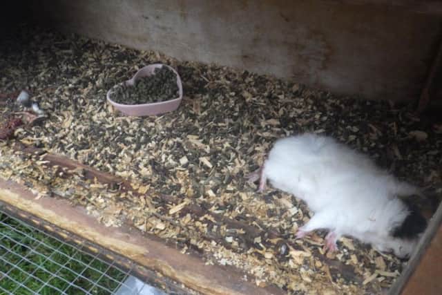 Rachel Louise Goodwin, 29,from Dewsbury, was convicted after four rabbits and two guinea pigs kept at her home were found dead.