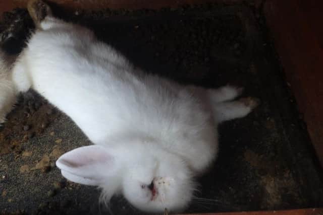 Rachel Louise Goodwin, 29,from Dewsbury, was convicted after four rabbits and two guinea pigs kept at her home were found dead.