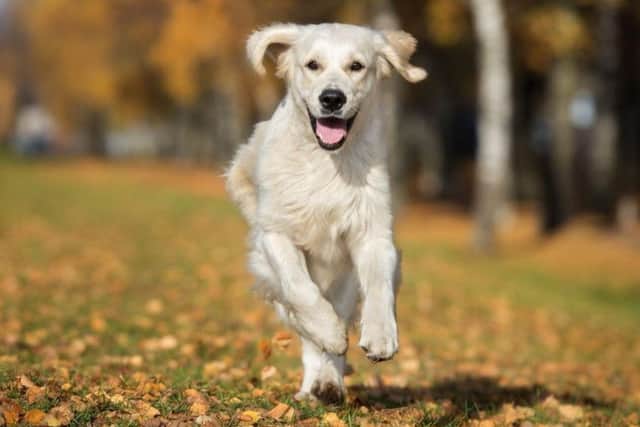 Don't let your dog fall victim to Parvovirus