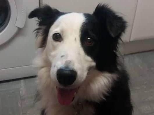 The collie dog Patch who died of Parvovirus