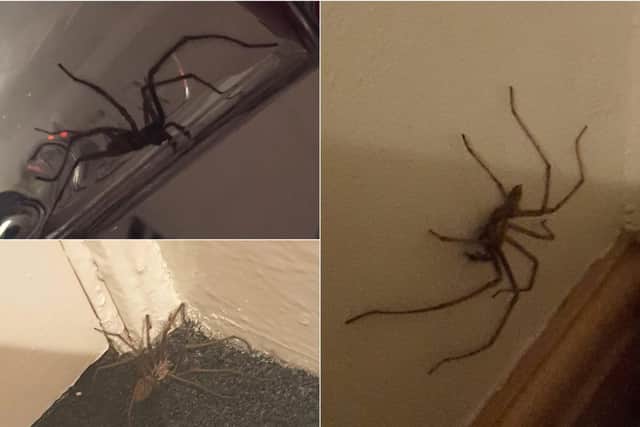 Some of the massssive spiders found inside Leeds homes