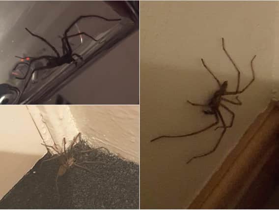 Some of the massssive spiders found inside Leeds homes