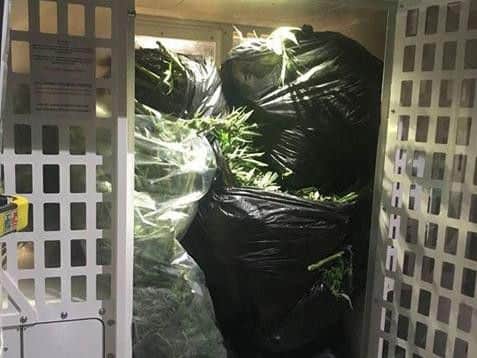 The haul of cannabis