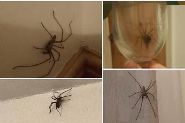 Huge spiders have been invading homes