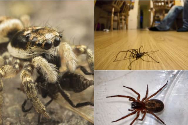Some of the spiders you can find in Yorkshire homes. Photo: PA