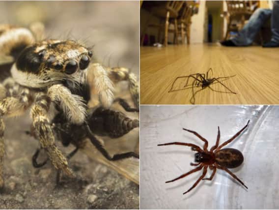 Some of the spiders you can find in Yorkshire homes. Photo: PA