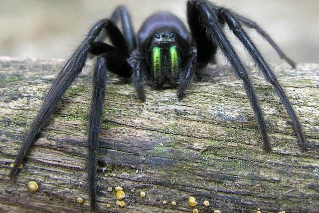 The distinctive green-fanged spider