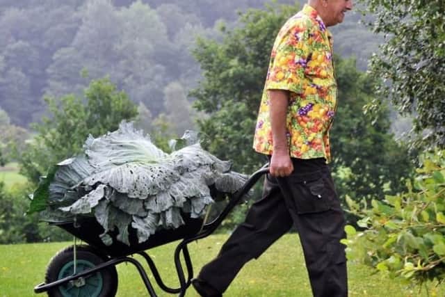Ian Neale from Newport with the largest cabbage in the giant vegetable competition  weighing 30.2kg  at the Harrogate Autumn Flower Show.