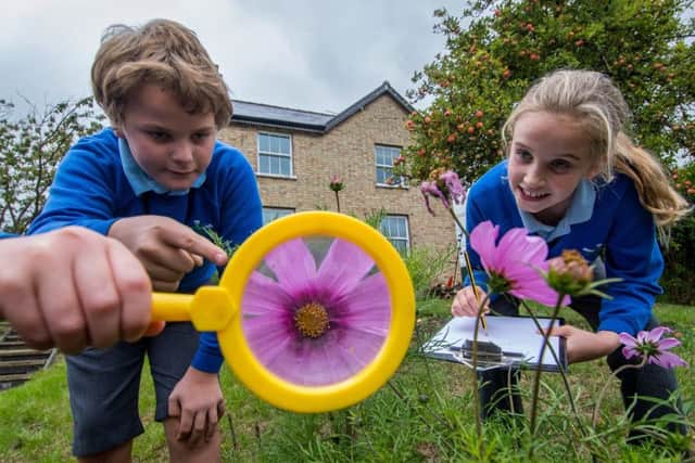 NATURE FOCUS: Pupils Tristan Turner-Chaplin, and India Blight, both 10, counting the number of bees on the flowers. PIC: James Hardisty