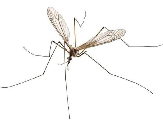 Homes in Leeds are set to be inundated with Daddy Long Legs, and they're running out of time to find a mate.