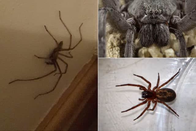 Spiders: How can you end spider season early?