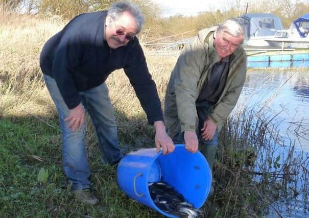 CHUB CHECKERS: Leeds members Paul Gallagher and Tony Hewson release hundreds of chublets at Aldwark Bridge. But will there be a twist with a few making the short swim to Topcliffe?