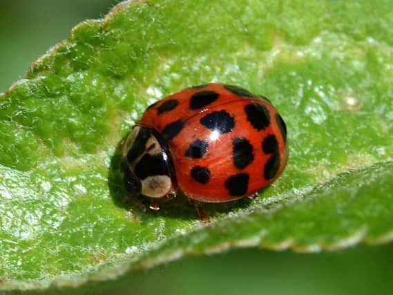 According to experts, they are more than likely Harlequin Ladybirds, a breed from Asia and North America that travel across on mild autumn winds.