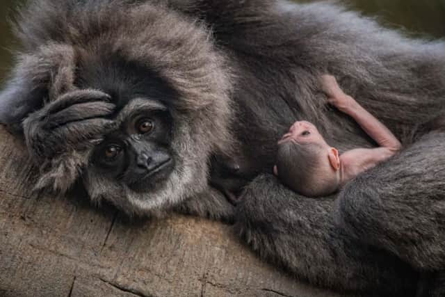 Mum Tilu with new baby at Chester Zoo