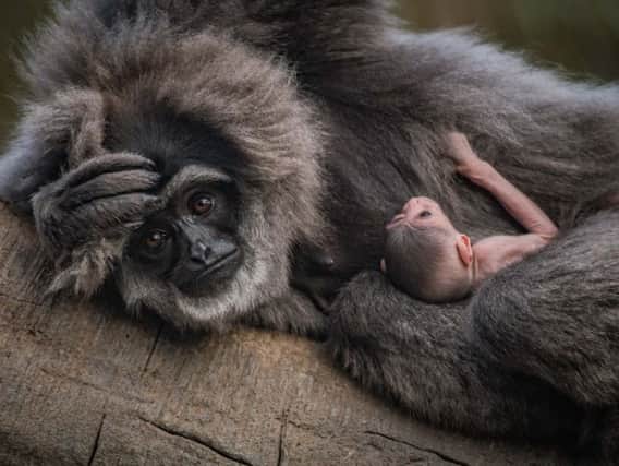 Mum Tilu with new baby at Chester Zoo
