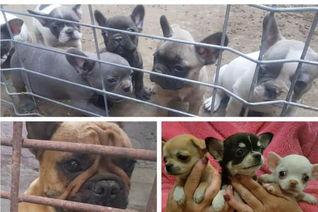 The Government must take urgent action to stop under-age puppies and heavily pregnant dogs being smuggled across Europe for sale in the UK, campaigners said. PIC: The Dogs Trust/PA