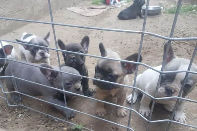 Eight week old French Bulldog at a breeding facility in Hungary. PIC: The Dogs Trust/PA