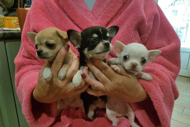 Underage Chihuahua puppies at a breeding facility in Hungary. PIC: The Dogs Trust/PA