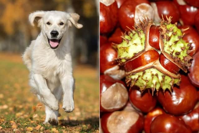 Why conkers are highly poisonous to dogs