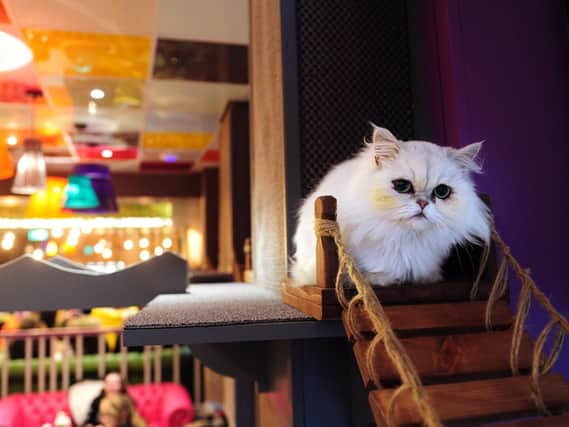 Kitty Cafe in Leeds is holding a singles night in the hope of match-making cat lovers.