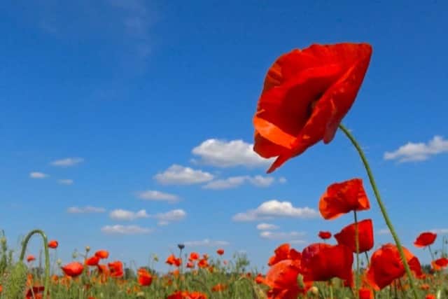 FLOWERS FOR THE FALLEN: In 2014, a unique art installation of more than 800,000 ceramic poppies was unveiled at the Tower of London, the start of a remarkable four-year journey across the UK.