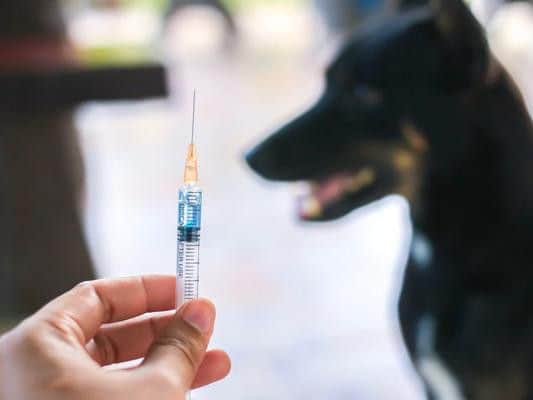 You should consider getting vaccinated against rabies if you're travelling to an area of the world where rabies is common