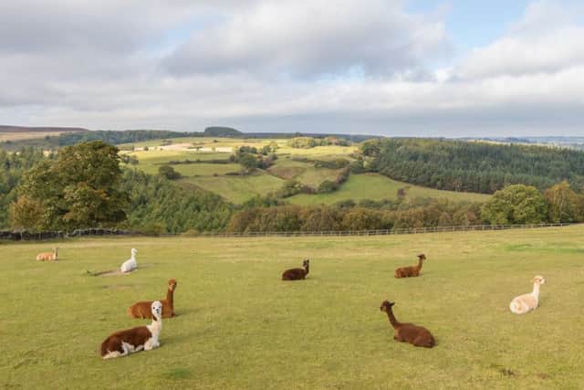 The llamas in the field attached to the cottage.