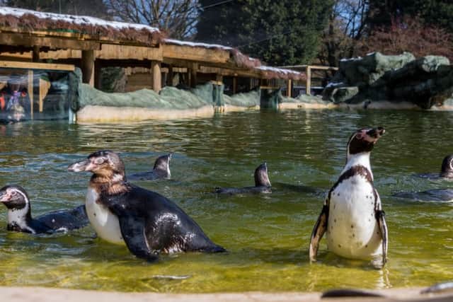 Date: 19th March 2018.
Picture James Hardisty.
Official opening of the new Humboldt Penguins and Chilean Flamingos encloures at Lotherton Hall, Bird Garden, near Leeds.